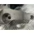 Soporte Motor Derecho para Renault Captur