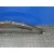 Ballesta Trasera para Iveco Daily Vi Caja/Chasis