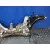 Puente Delantero para Renault Kangoo