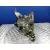 Caja Cambios para Ford Focus I (Daw, Dbw)