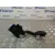 Pedal Acelerador para Opel Adam