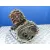 Caja Transfer para Nissan Terrano/Terrano.ii (R20)