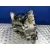 Caja Cambios para Ford Focus C-Max (Dm2)