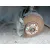 Pinza Freno Delantera Izquierda para Volkswagen Eos (1F7, 1F8)