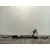 Cremallera Direccion para Nissan Qashqai I (J10, Nj10)