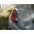Piloto Trasero Izquierdo para Fiat 500 (312_)