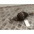 Transmision Delantera Izquierda para Renault Clio Iv (Bh_)