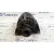 Alternador para Bmw Serie 3 Berlina (E46)