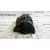 Alternador para Bmw Serie 3 Berlina (E46)