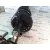 Amortiguador Delantero Izquierdo para Nissan Qashqai (J10)