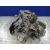 Caja Cambios para Suzuki Ignis Rm (Mh)