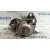 Motor Arranque para Volkswagen Golf Iv Berlina (1J1)