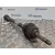 Transmision Delantera Derecha para Peugeot 207