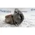 Motor Arranque para Suzuki Grand Vitara 5 Puertas Sq (Ft)