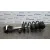 Amortiguador Delantero Izquierdo para Ford Fiesta (Cb1)