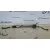 Cremallera Direccion para Nissan Nv 200 (M20)