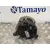 Alternador para Opel Corsa D