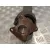 Transmision Central para Toyota Land Cruiser (J9)