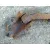 Brazo Suspension Inferior Trasero Derecho para Seat 600