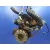 Motor Completo para Ford Transit Caja Cerrada, Corta (Fy) (2000 =>)