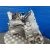 Caja Cambios para Ford Focus Berlina (Cap)
