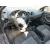 Seat IBIZA III (6L1) 2006