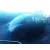 VOLKSWAGEN NEW BEETLE (9C1/1C1) VOLKSWAGEN NEW BEETLE (9C1/1C1) '2003 2.0 VERDE 1999