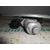 Elevalunas Trasero Izquierdo Para Ford C-Max