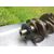Cigueñal Para Seat Leon