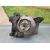 Faro Izquierdo para Nissan Pick-Up (D22)