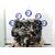 Motor Completo Para Ford Fiesta Courier