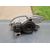 Faro Derecho para Fiat Seicento (187)
