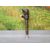 Inyector para Suzuki Sx4 Rw (Ey)