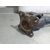 Transmision Central Para Toyota Land Cruiser