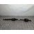 Transmision Delantera Derecha Para Renault Megane Ii Berlina 5P