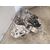 Caja Cambios para Peugeot Boxer Furgón