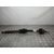 Transmision Delantera Derecha para Ford Focus Lim. (Cb4)
