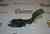 Potenciometro Pedal para Skoda Roomster 1.4 Tdi (80 Cv)
